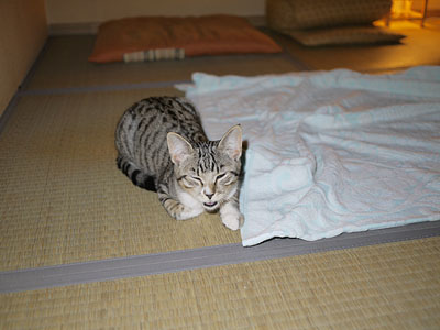 フラッシュはまぶしいです