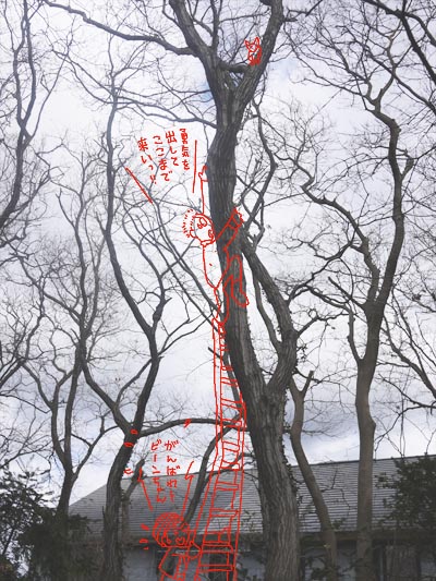 ビーンちゃん木に登って降りられなくなる