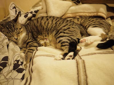 にゃにがにゃんだかわからない写真