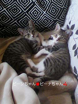 ピーナとビーン