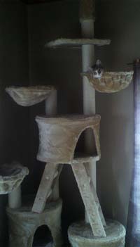 猫タワー